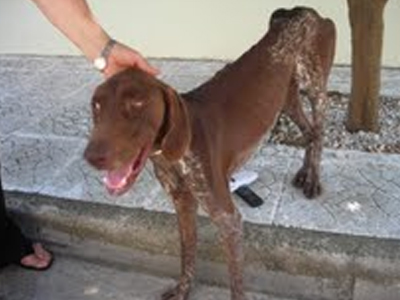 Βρέθηκε κούρτσχαρ στη Τούφα Χαλανδρίου